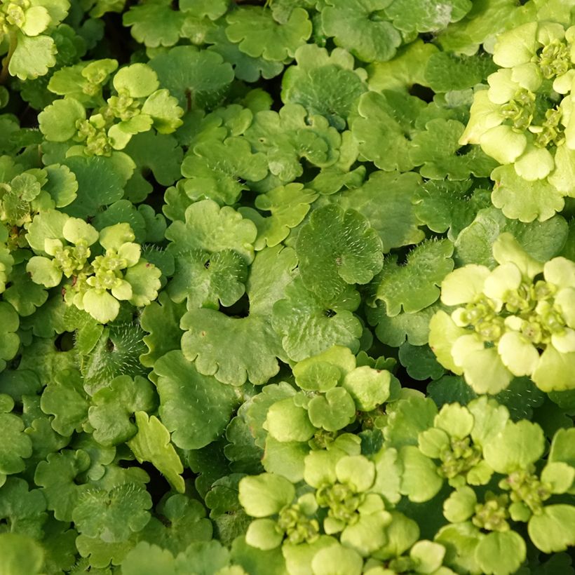 Chrysosplenium alternifolium - Erba-milza comune (Fogliame)