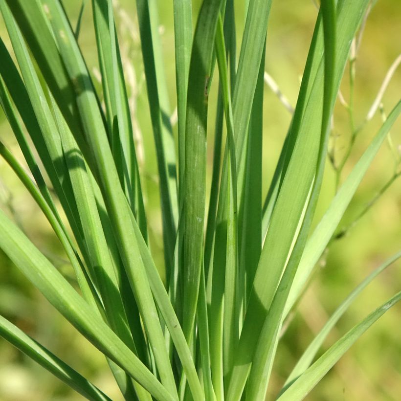 Aglio cinese (piante) (Foliage)