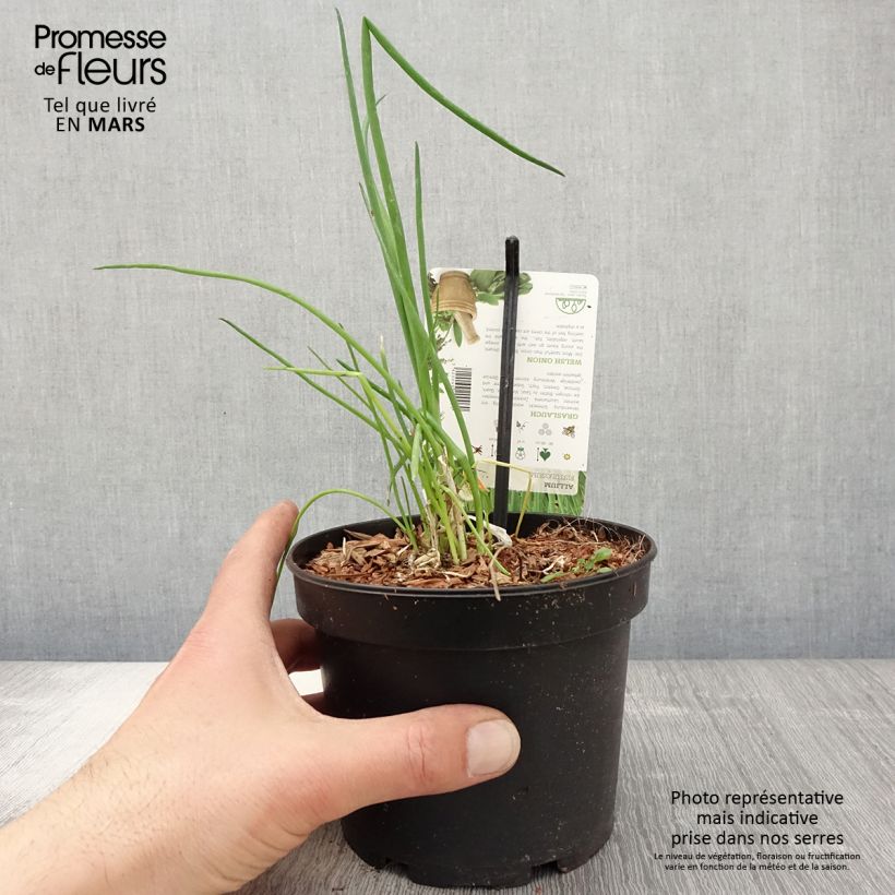 Cipolla d'inverno (piante) Vaso da 1,5L/2L esemplare consegnato in primavera