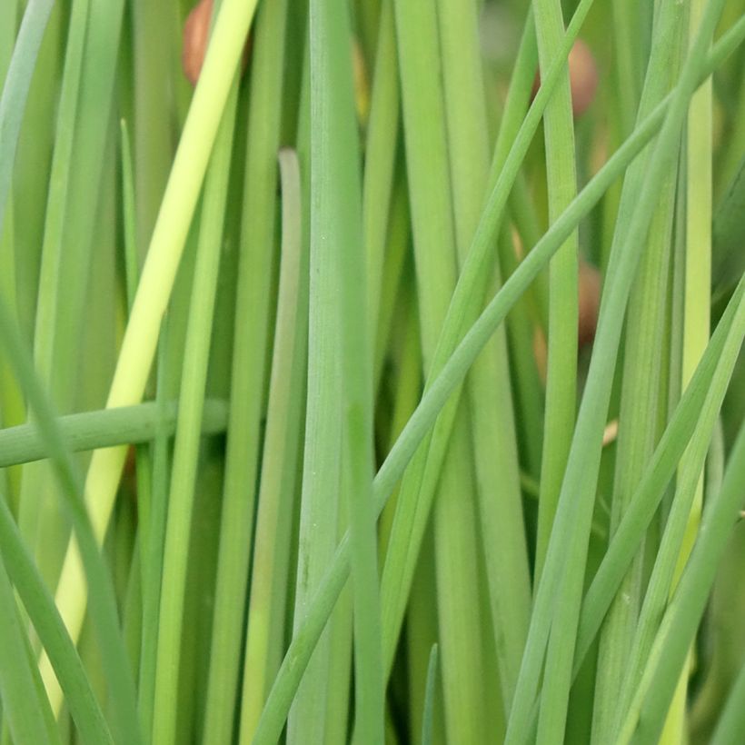 Erba cipollina Bio (piante) (Fogliame)