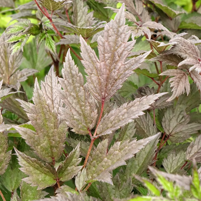 Actaea Queen of Sheba - Cimicifuga (Foliage)