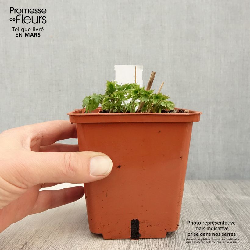 Example of Actaea matsumurae White Pearl - Cimicifuga Vaso da 1,5L/2L as you get in printemps