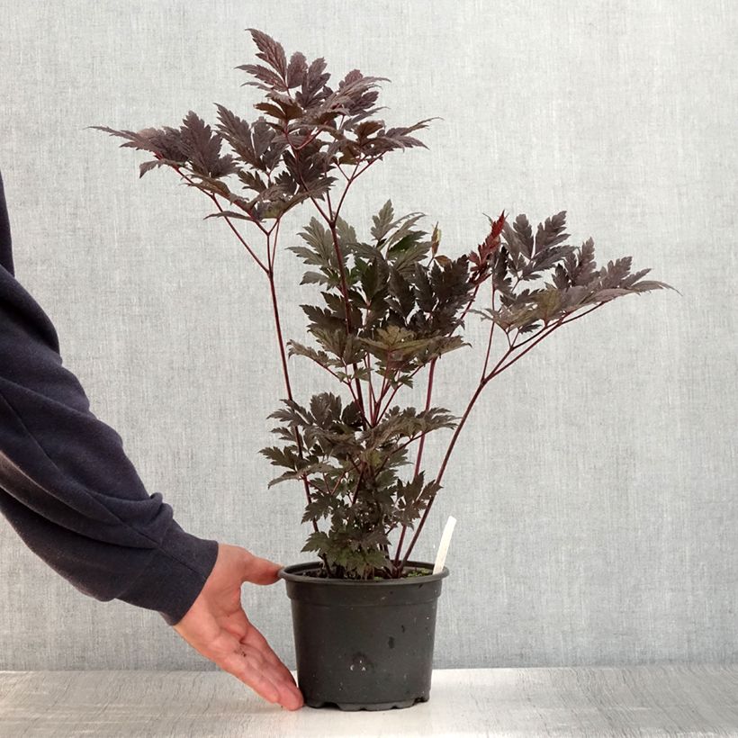 Esemplare di Cimicifuga simplex Atropurpurea - Actaea Vaso da 2L/3L consegnato in estate
