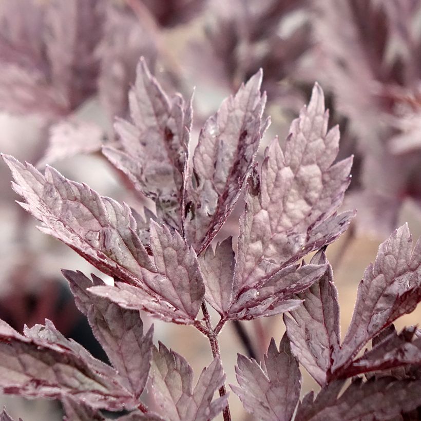 Cimicifuga simplex Chocoholic - Actaea (Foliage)
