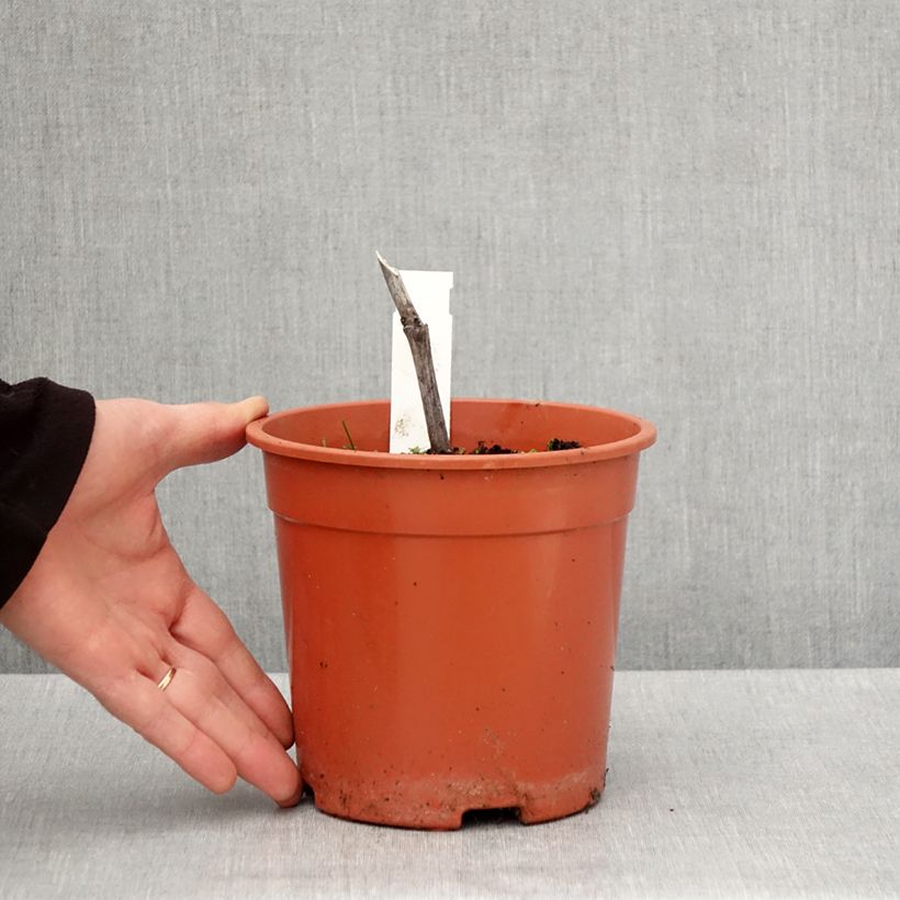 Example of Cimicifuga simplex Chocoholic - Actaea Vaso da 2L/3L as you get in printemps