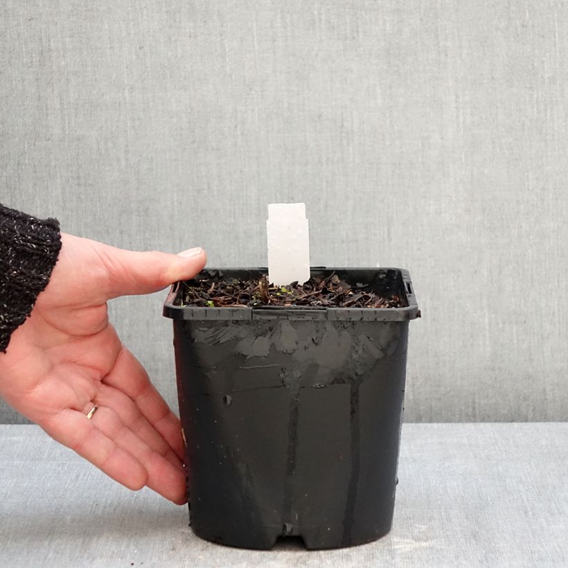 Cimicifuga simplex Pink Spike - Actaea Vaso da 2L/3L esemplare consegnato in inverno