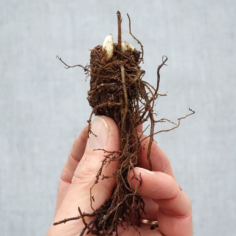Actaea racemosa - Cimicifuga Piante piccole a radice nuda esemplare consegnato in inverno