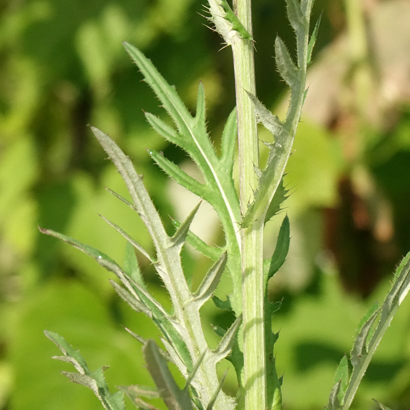 Cirsium rivulare Trevors Blue Wonder - Cardo dei ruscelli (Fogliame)