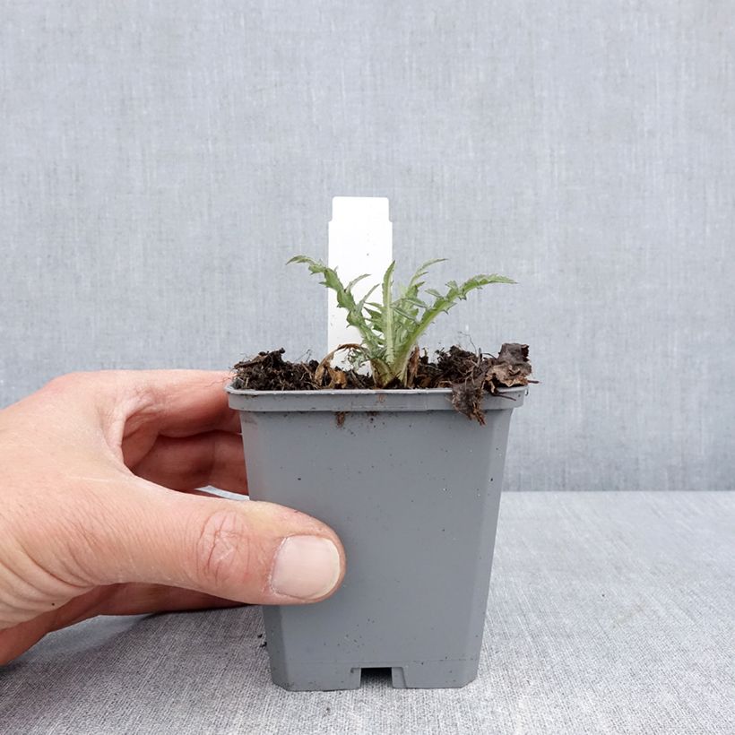 Cirsium rivulare Trevors Blue Wonder - Cardo dei ruscelli Vasetto da 8/9 cm esemplare consegnato in primavera