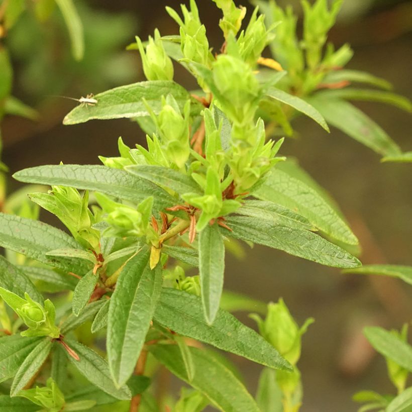 Cistus lusitanicus Decumbens - Cisto (Foliage)