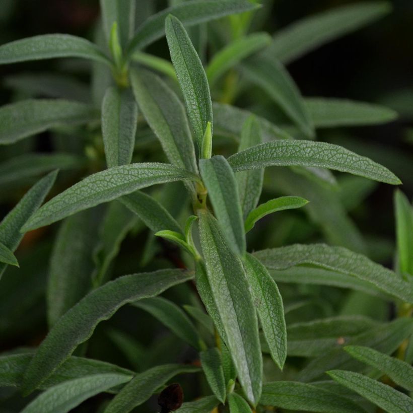 Cistus purpureus - Cisto (Foliage)