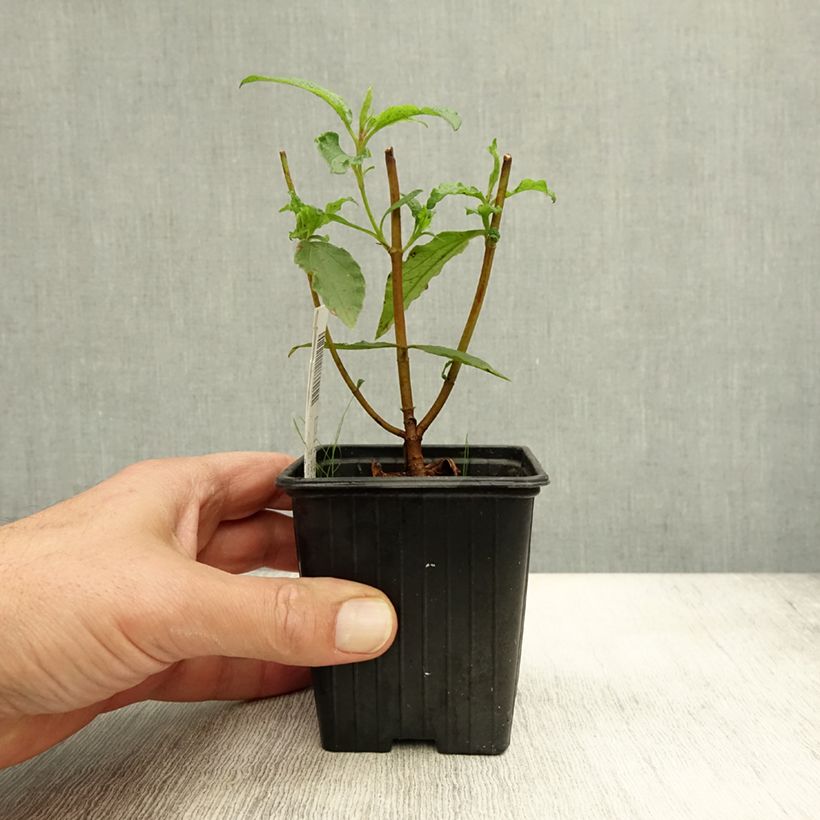 Esemplare di Cistus aguilarii Maculatus - Ciste hybride Godet de 8/9 cm come consegnato in autunno