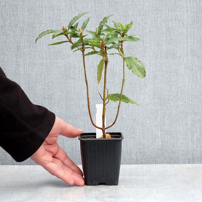 Example of Cistus aguilarii Maculatus - Cisto Vasetto da 8/9 cm as you get in printemps