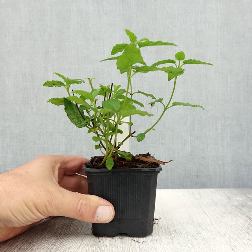 Esemplare di Cistus corbariensis - Ciste des Corbières Godet de 8/9 cm come consegnato in autunno
