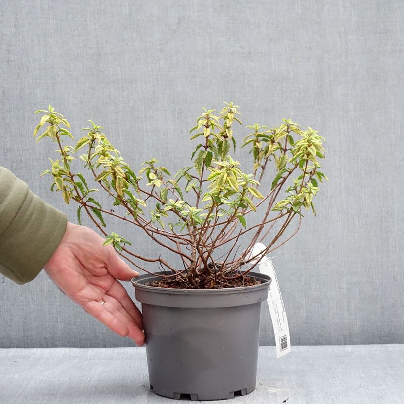 Example of Cistus corbariensis Little Miss Sunshine - Cisto Vaso da 3L/4L as you get in hiver