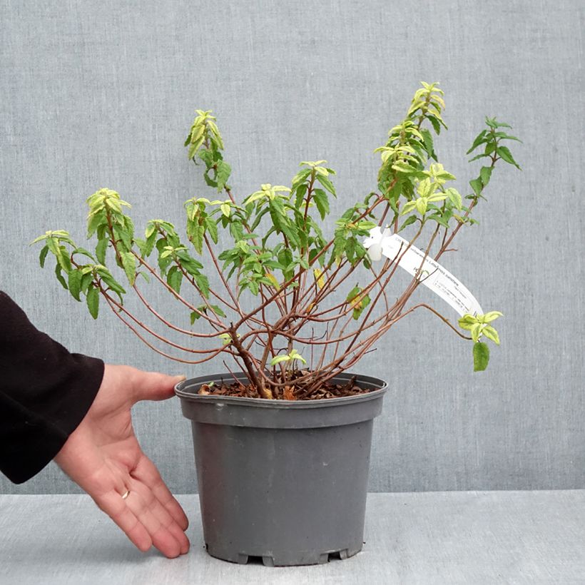 Esemplare di Cistus corbariensis Little Miss Sunshine - Cisto Vaso da 3L/4L come consegnato in autunno