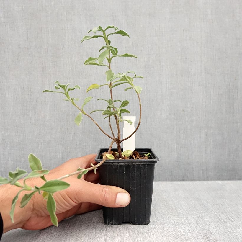 Esemplare di Cistus lenis Grayswood Pink - Cisto Vasetto da 8/9 cm come consegnato in autunno