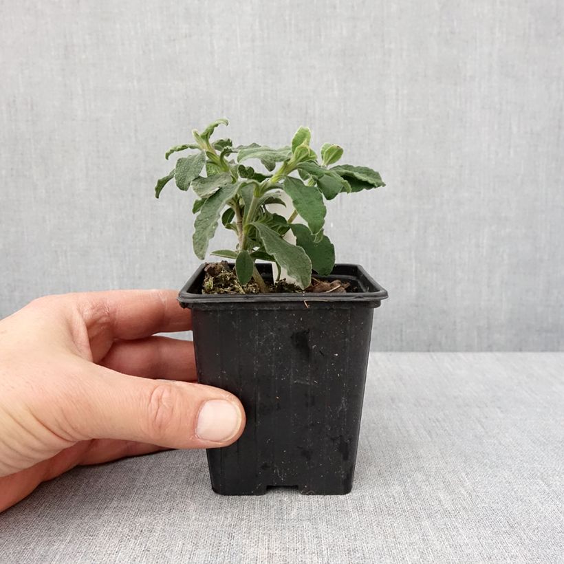Cistus Grayswood Pink - Ciste hybride Godet de 8/9 cm esemplare consegnato in inverno