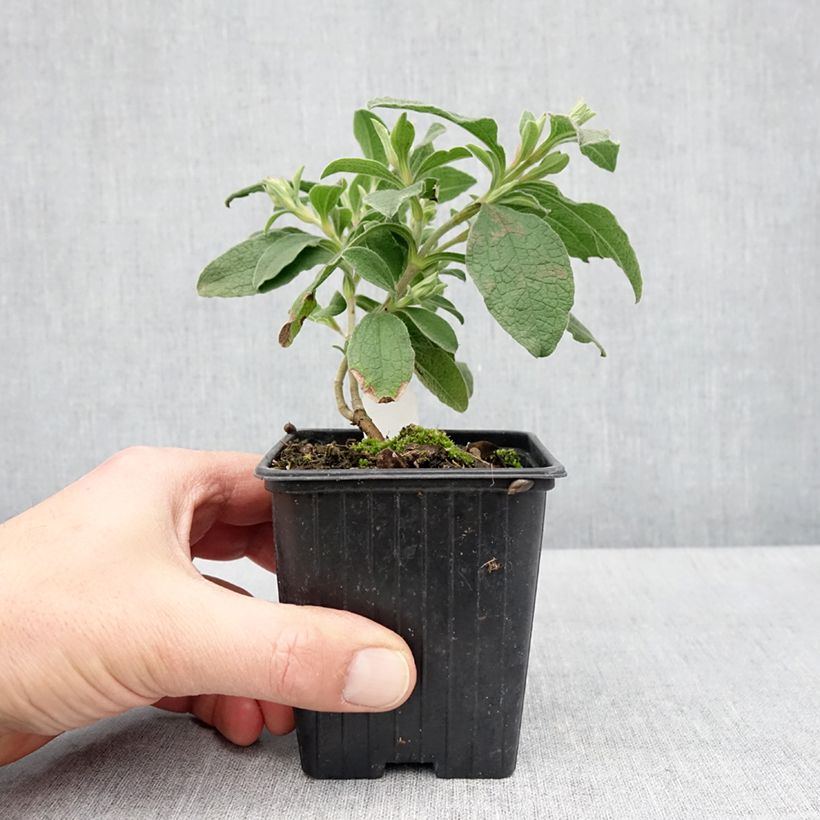 Example of Cistus lenis Grayswood Pink - Cisto Vasetto da 8/9 cm as you get in printemps