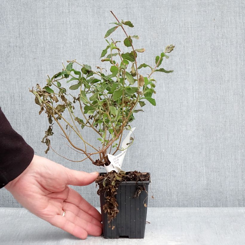 Example of Cistus monspeliensis - Cisto marino Vasetto da 8/9 cm as you get in hiver