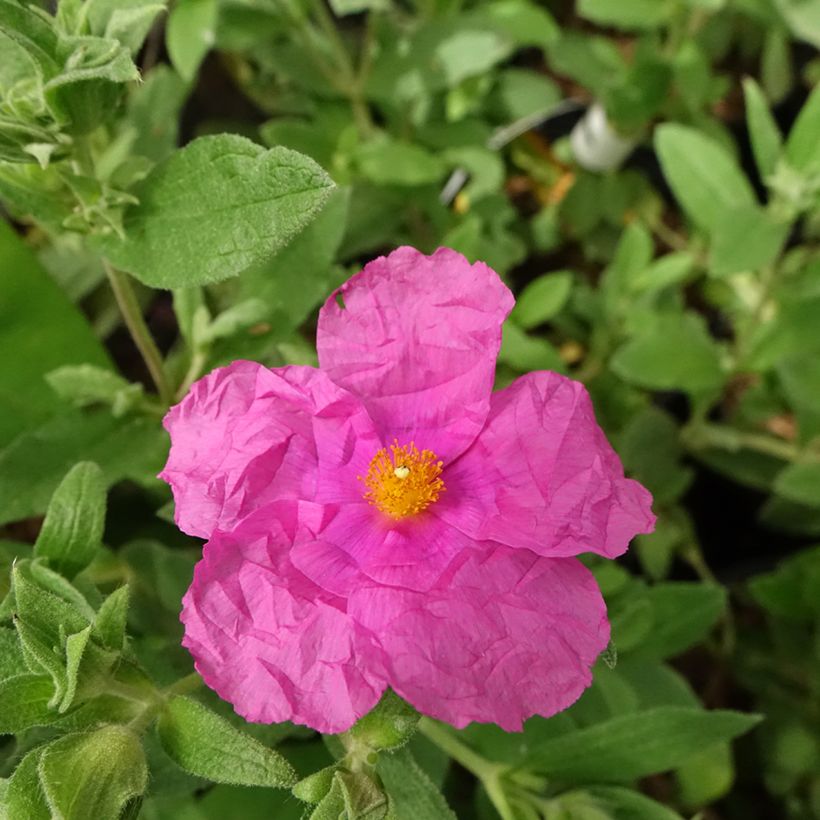 Cistus pulverulentus Sunset - Cisto (Flowering)