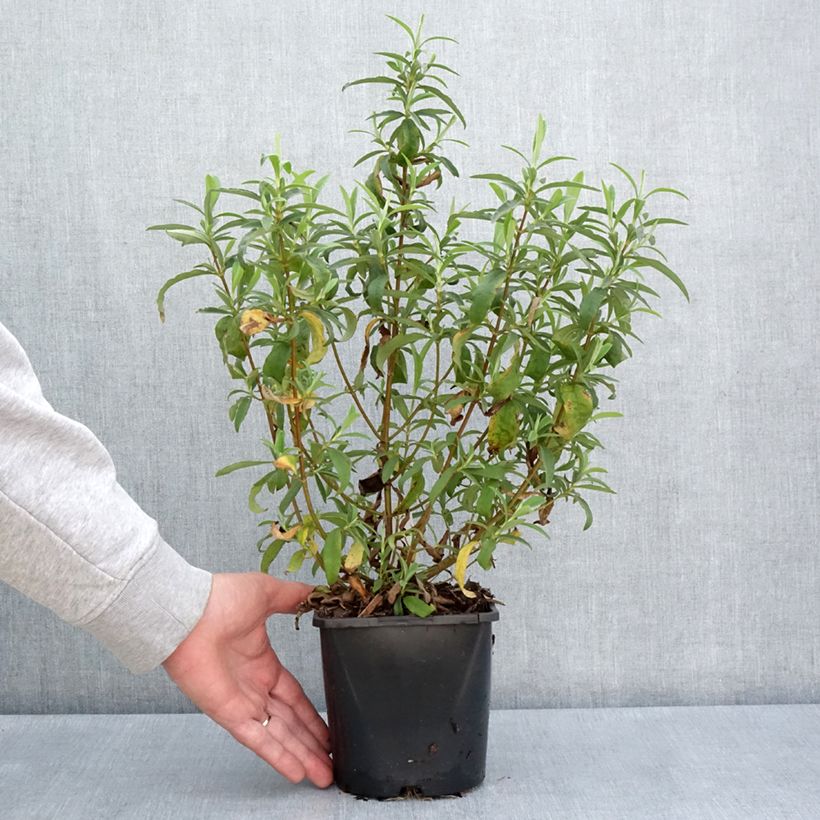 Example of Cistus purpureus Betty Taudevin - Cisto Vaso da 2L/3L as you get in printemps