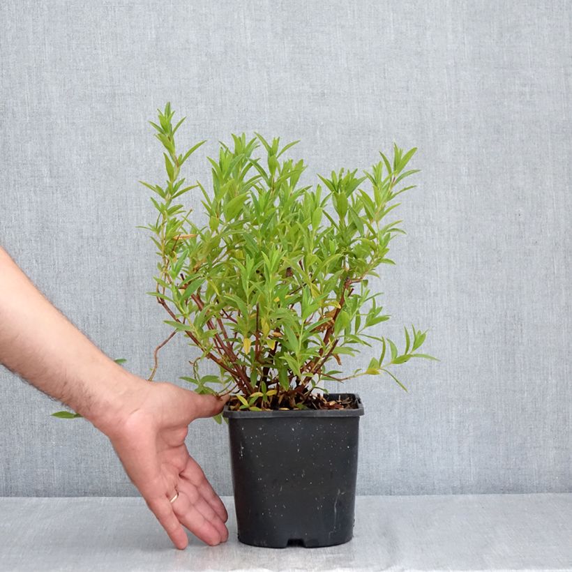Esemplare di Cistus Jenkyn Place - Cisto Vaso da 1,5L/2L consegnato in estate