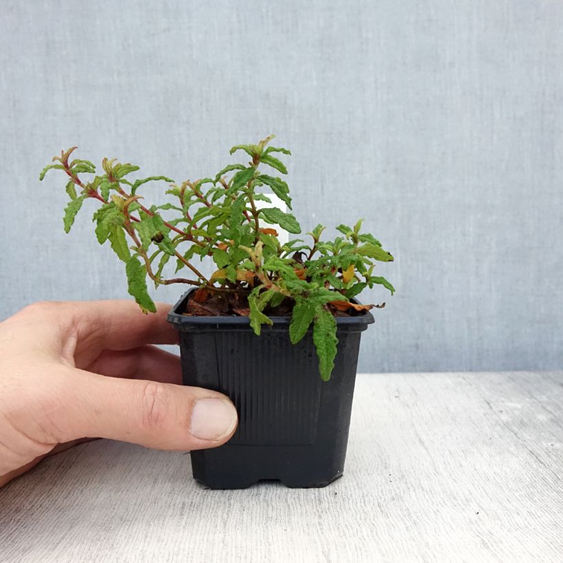 Example of Cistus florentinus Repens - Cisto Vasetto da 8/9 cm as you get in automne