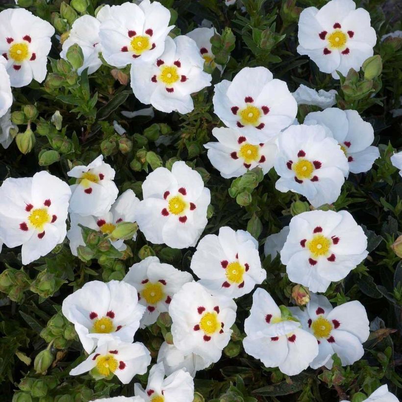 Cistus lusitanicus Decumbens - Cisto (Flowering)