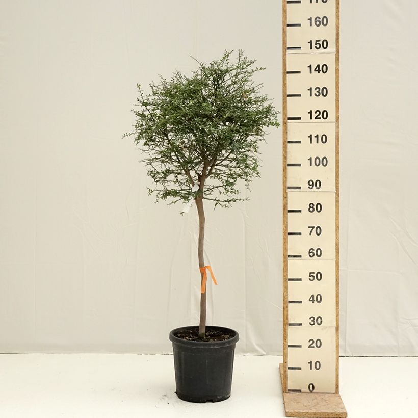 Microcitrus australasica - Caviale di limone Vaso da 18L/20L, Vaso impalcato medio esemplare consegnato in primavera