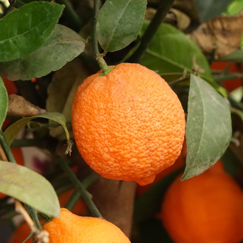 Citrus x aurantiifolia Red Lime - Limetta (Raccolta)