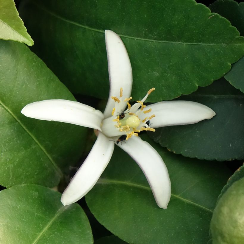 Citrus limon Adamo - Limone (Fioritura)