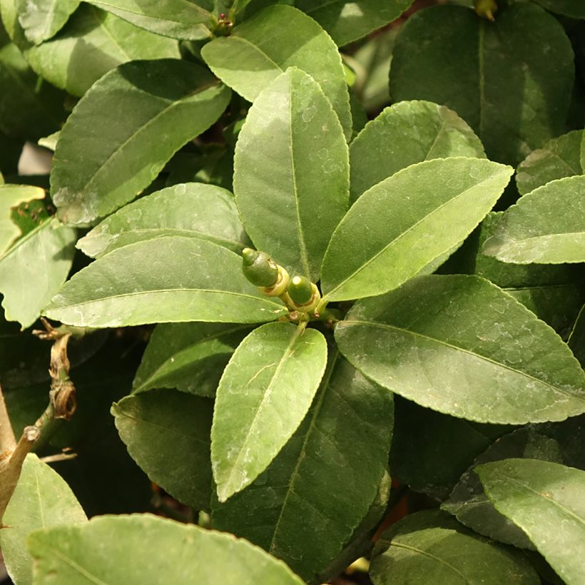 Citrus limon Lemox - Limone (Foliage)