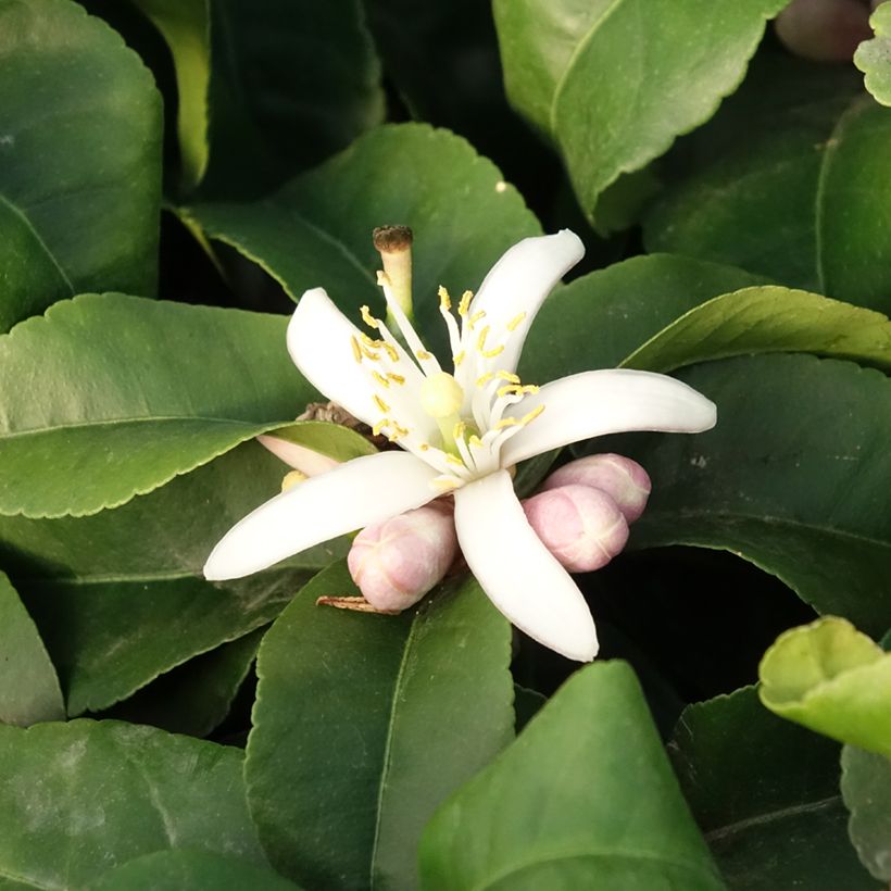Citrus limon Lemox - Limone (Flowering)