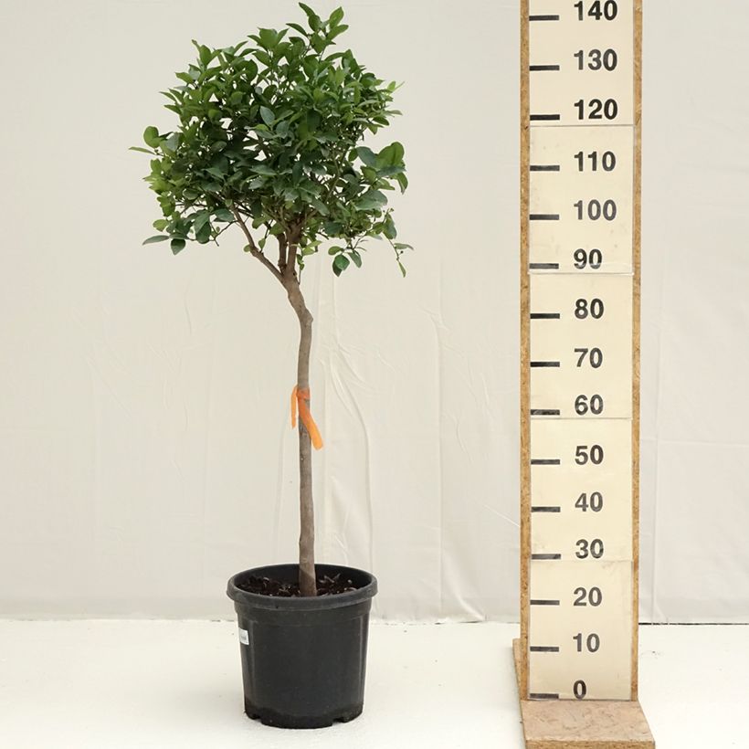 Citrus limetta Pursha - Limetta romana Vaso da 18L/20L, Vaso impalcato medio esemplare consegnato in primavera