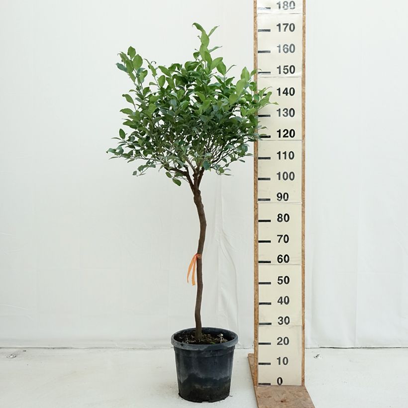 Esemplare di Citrus limetta Pursha - Limetta romana Vaso da 18L/20L, Vaso impalcato medio come consegnato in autunno