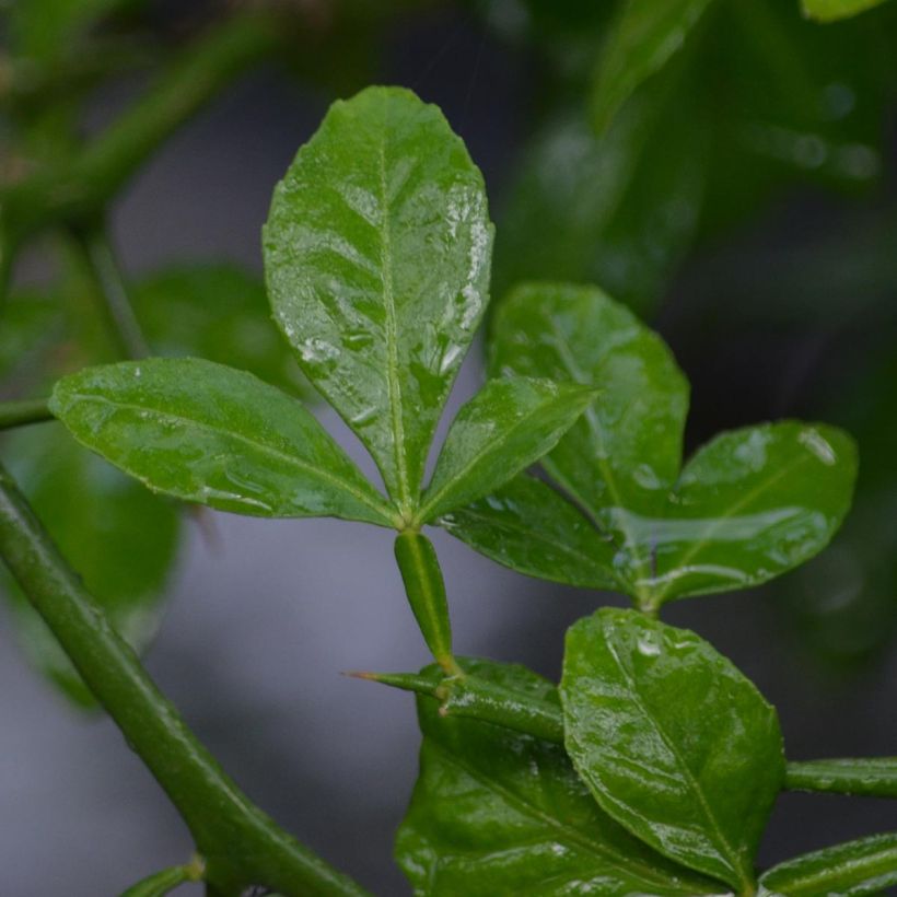 Poncirus trifoliata - Arancio trifogliato (Foliage)
