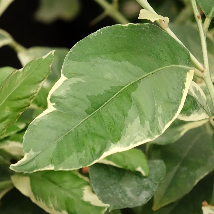 Limone variegato - Citrus limon variegata (Fogliame)