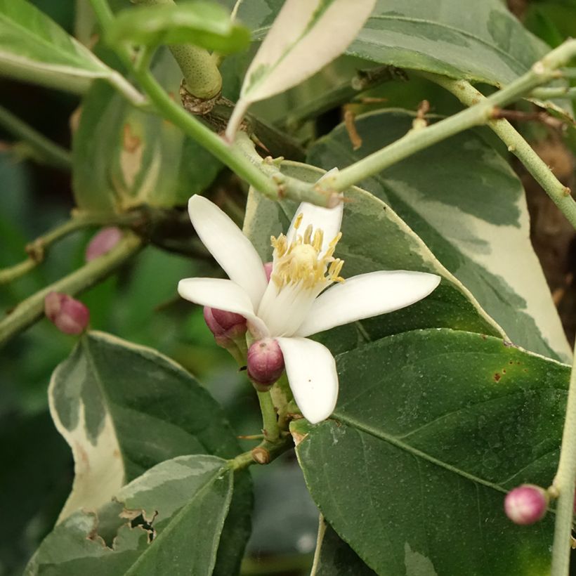 Limone variegato - Citrus limon variegata (Fioritura)