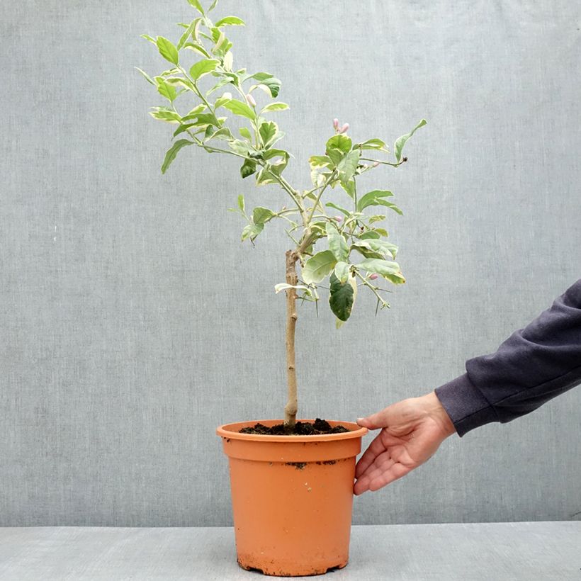 Limone variegato - Citrus limon variegata Vaso da 6L/7L, Vaso impalcato basso esemplare consegnato in primavera