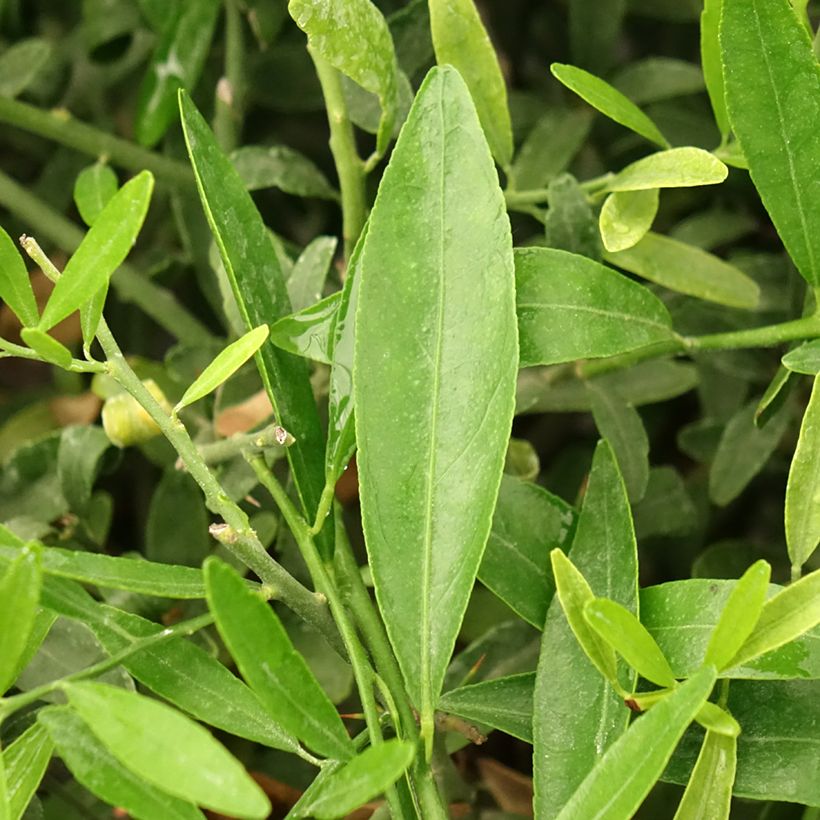 Citrus glauca  (Fogliame)