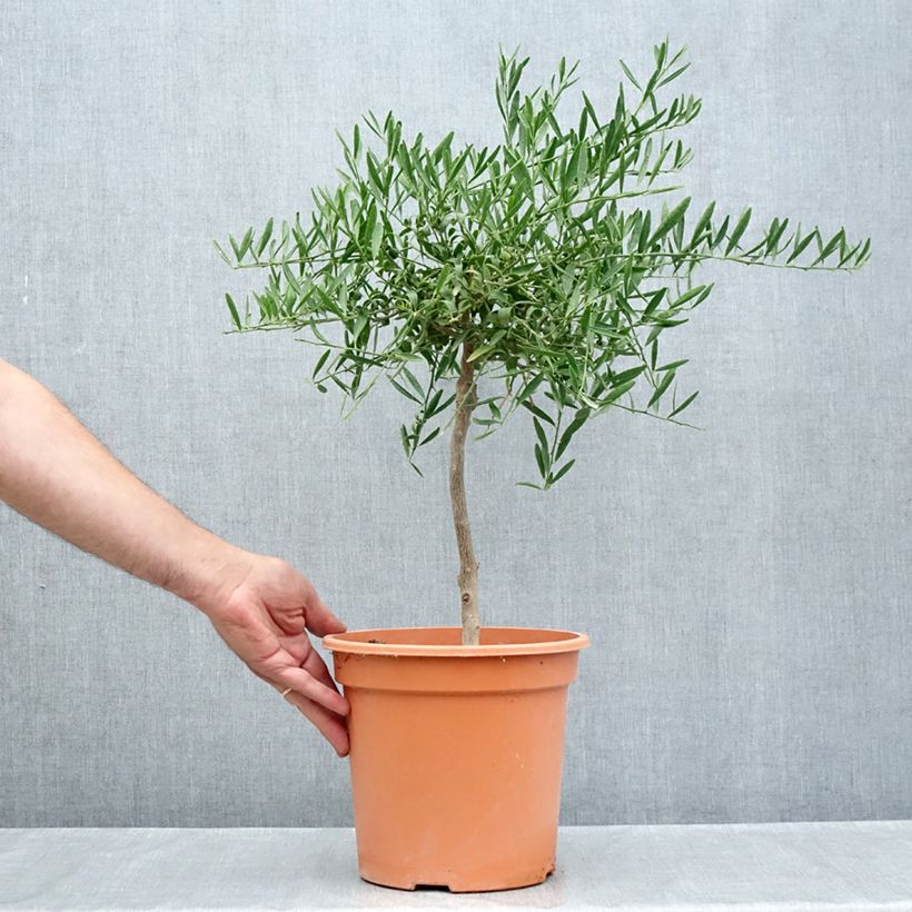 Esemplare di Citrus glauca  Vaso da 6L/7L, Vaso impalcato basso consegnato in estate