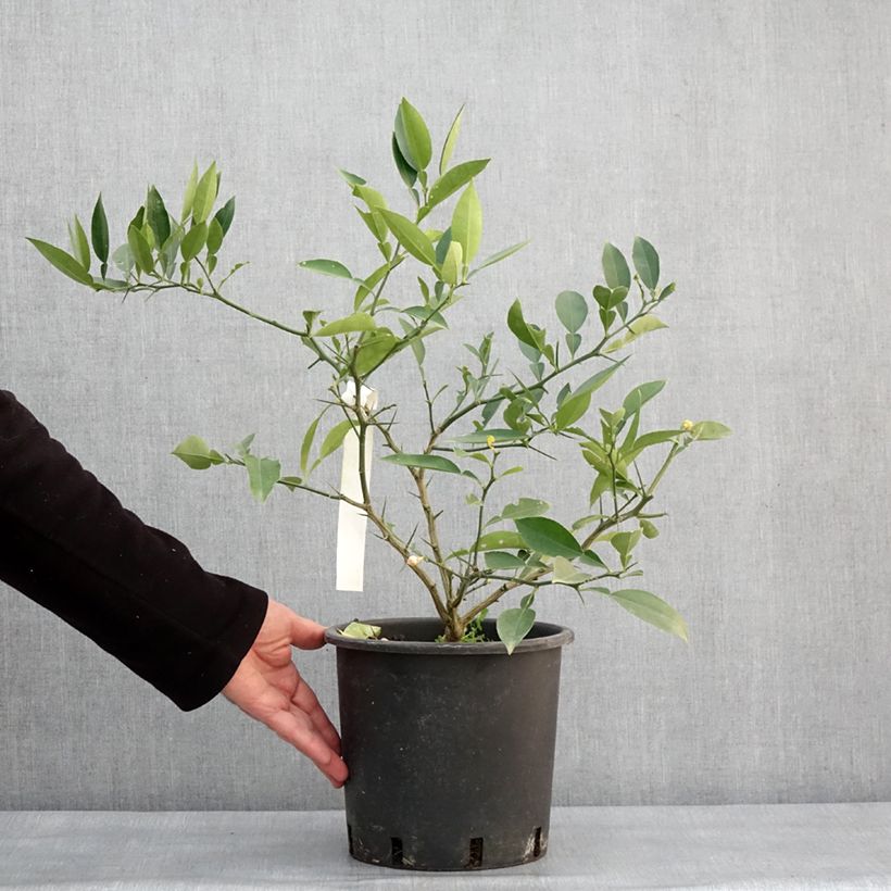 Citrus ichangensis - Ichang Papeda  Pot de 3L/4L, Touffe esemplare consegnato in inverno
