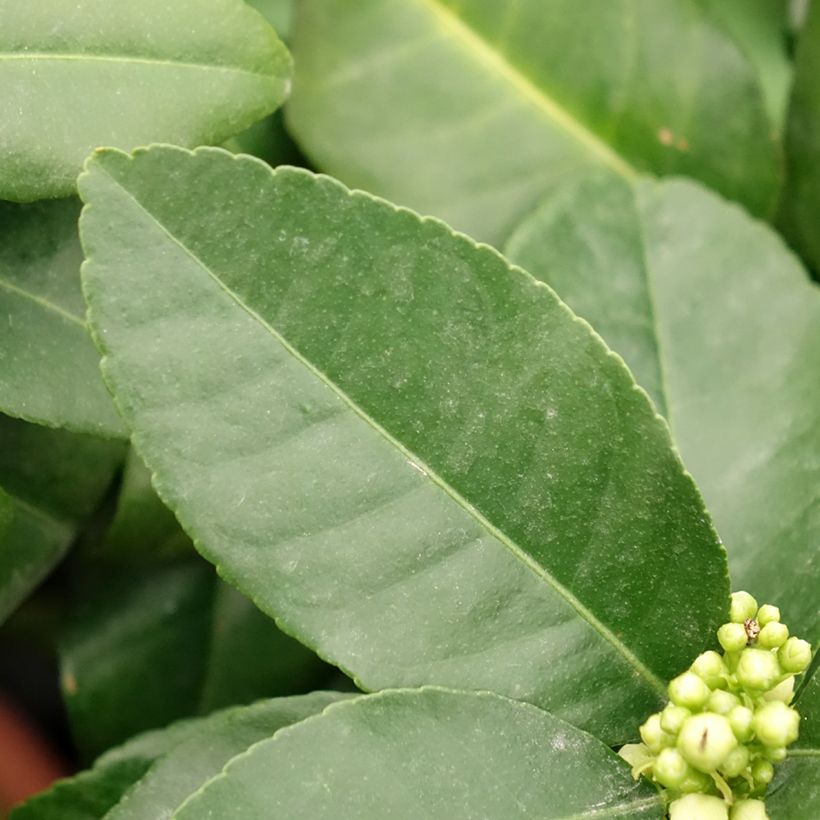 Citrus medica x limon Pigmentata - Cedro (agrume) (Fogliame)