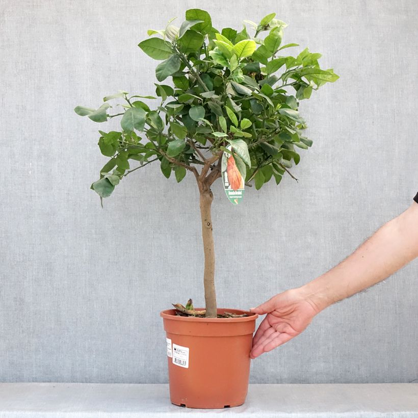 Citrus sinensis x meyeri Doppio Sanguigno - Arancio Vaso da 4L/5L, Vaso impalcato basso esemplare consegnato in primavera