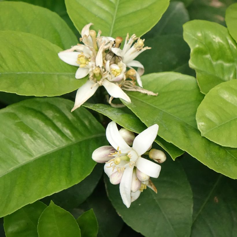 Citrus sinensis x meyeri Doppio Sanguigno - Arancio (Fioritura)