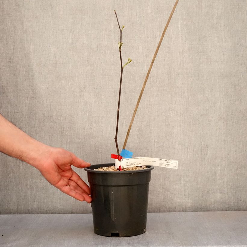 Cladrastis kentukea Vaso da 3L/4L esemplare consegnato in primavera