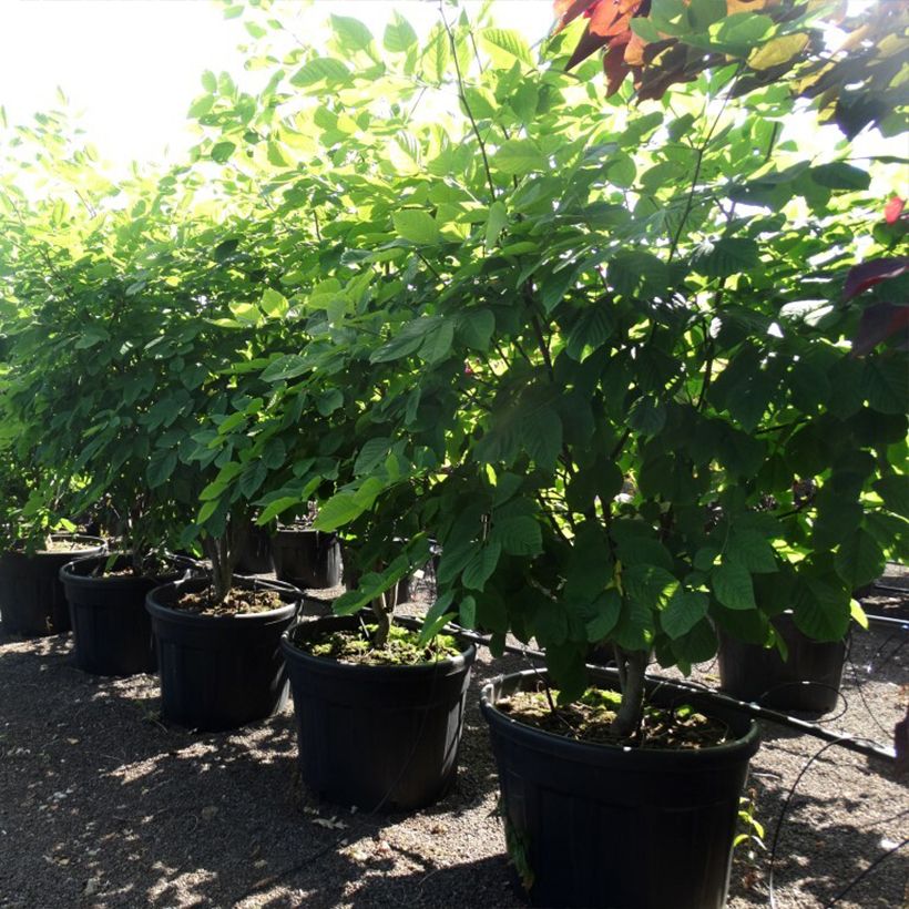 Cladrastis kentukea Vaso da 80L/90L, Ceppaia esemplare consegnato in primavera