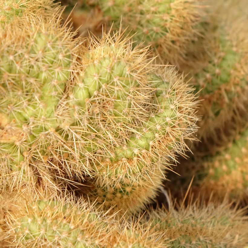 Cactus - Cleistocactus winteri f. cristata (Fogliame)
