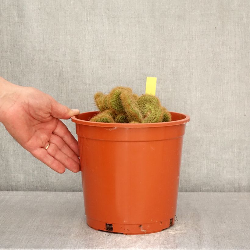 Cactus - Cleistocactus winteri f. cristata Vaso da 4L/5L esemplare consegnato in primavera